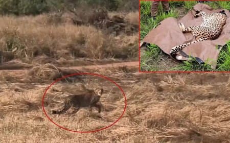 मध्यप्रदेश... कूनो नेशनल पार्क में वीरा के शावक की मौत... अब 28 चीते बचे