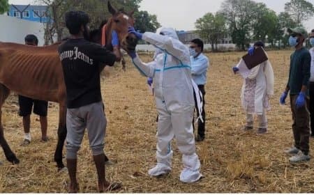 ग्लैंडर्स का खौफ: हैदराबाद से लाए गए घोड़ों में मिला संक्रमण, जबलपुर में 10 की मौत के बाद हाई अलर्ट