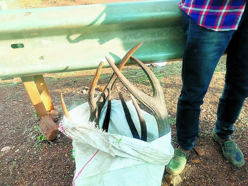 वन्यजीव प्राणी की सींग और गांजा के साथ आरोपी धराया