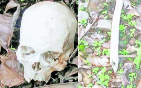 जंगल में महिला की खोपड़ी और कंकाल मिलने से सनसनी