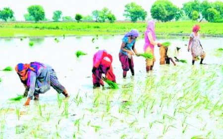 कोदौ व मक्का को मिलेगा प्रोत्साहन, धान का रकबा तय