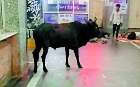 हासिए पर अस्पताल की सुरक्षा, आधी रात घुसा ‘सांड’