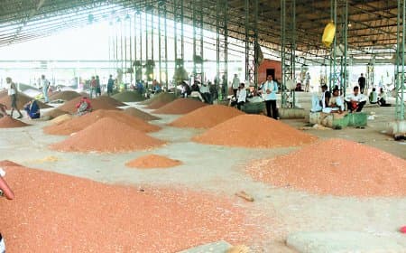 अंधेरगर्दी: व्यापारी ने एक बार खरीदा गेहूं, मंडी कर्मियों ने काटी दो पर्चियां