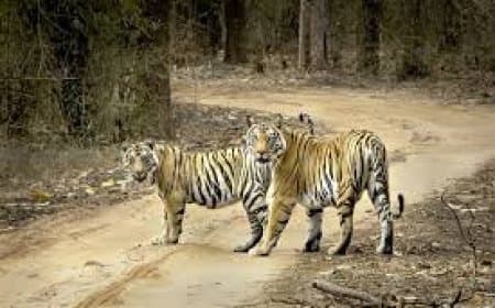 मध्यप्रदेश की 'दहाड़' बरकरार: 785 बाघों के साथ देश में शीर्ष पर, 'कान्हा' बना सर्वश्रेष्ठ आवास