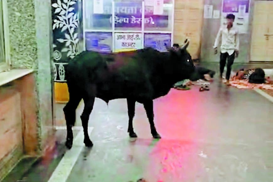 हासिए पर अस्पताल की सुरक्षा, आधी रात घुसा ‘सांड’
