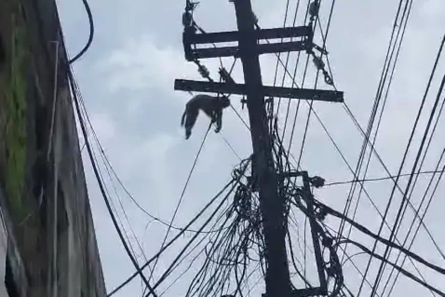नर्मदापुरम में  करंट लगने से बंद की मौत, लोगों ने फूल-माला पहनाकर दी श्रद्धांजलि