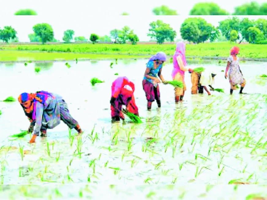 कोदौ व मक्का को मिलेगा प्रोत्साहन, धान का रकबा तय