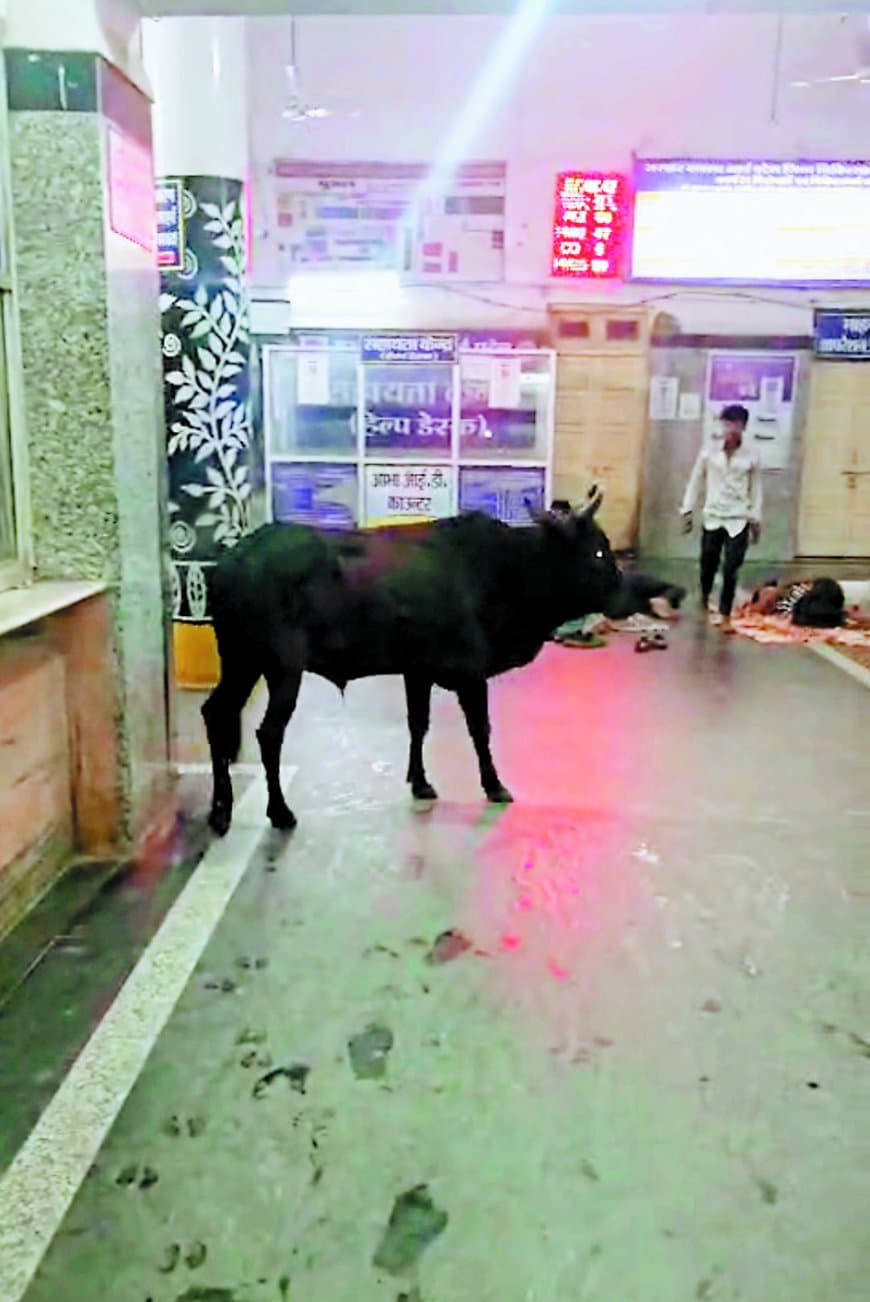 हासिए पर अस्पताल की सुरक्षा, आधी रात घुसा ‘सांड’