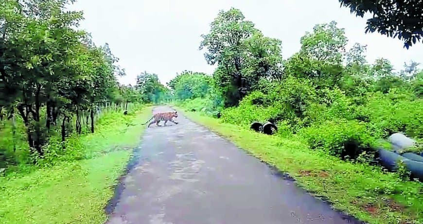 सरभंगा के जंगल में सड़क पर दिखे दो बाघ, वीडियो वायरल — 34 बाघों का बना मजबूत कुनबा, कंजर्वेशन रिजर्व बनने की प्रक्रिया तेज