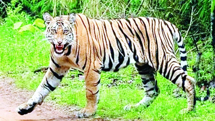 सतना के जंगलों में बाघों की धमक: 30 से अधिक बाघों की मौजूदगी के बीच क्यों बन रहे हैं इंटरनेशनल टाइगर डे जैसे आयोजन सिर्फ औपचारिकता?