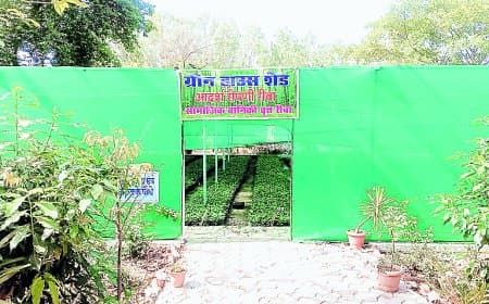 96 लाख पौधों की डिमांड, 87 लाख का उठाव — फिर भी घने क्यों नहीं हो रहे जंगल?