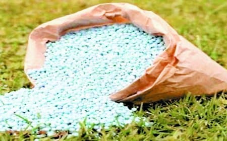 मऊगंज में अन्नदाता बेहाल: डीएपी और यूरिया की भारी किल्लत से फसल पर संकट, प्रशासन की चुप्पी पर उठे सवाल