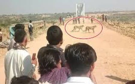 दहशत: कूनो नेशनल पार्क से निकलकर गांव में घुसकर चीतों ने किया बछड़े का शिकार