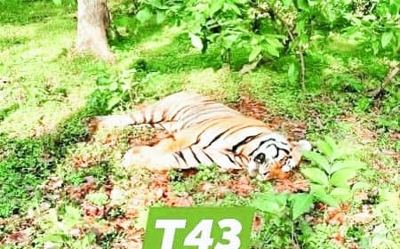 संजय टाइगर रिजर्व में बाघ टी-43 की करंट से मौत: शिकारियों की करतूत से जंगल का शेर शिकार, वन विभाग की लापरवाही पर उठे सवाल