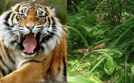 बालाघाट... जंगल गए ग्रामीण को बाघ ने मार डाला... आठ माह में चार लोगों को बनाया निवाला