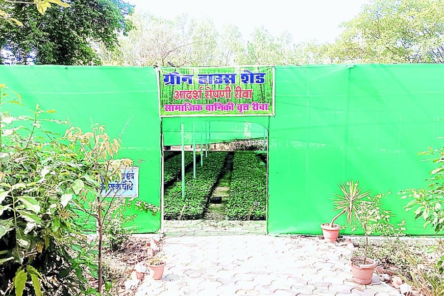 96 लाख पौधों की डिमांड, 87 लाख का उठाव — फिर भी घने क्यों नहीं हो रहे जंगल?