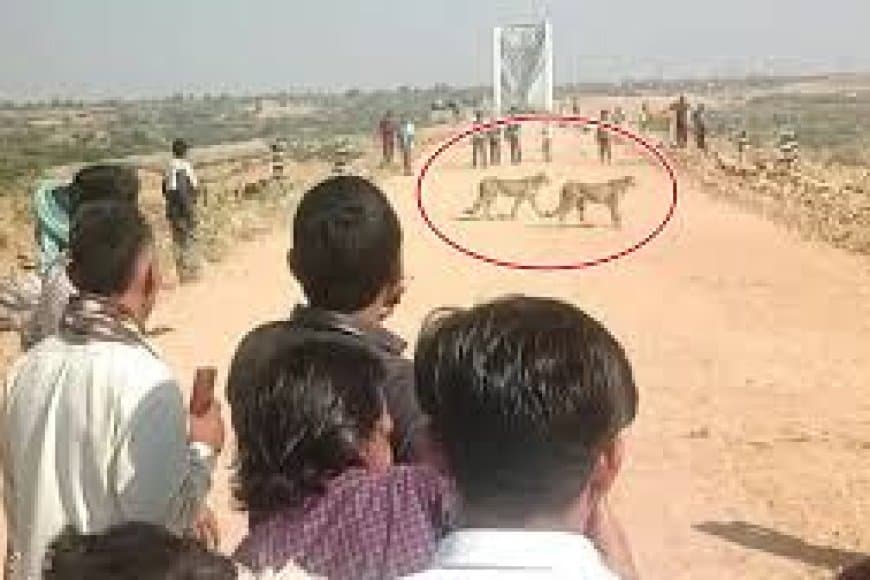 दहशत: कूनो नेशनल पार्क से निकलकर गांव में घुसकर चीतों ने किया बछड़े का शिकार