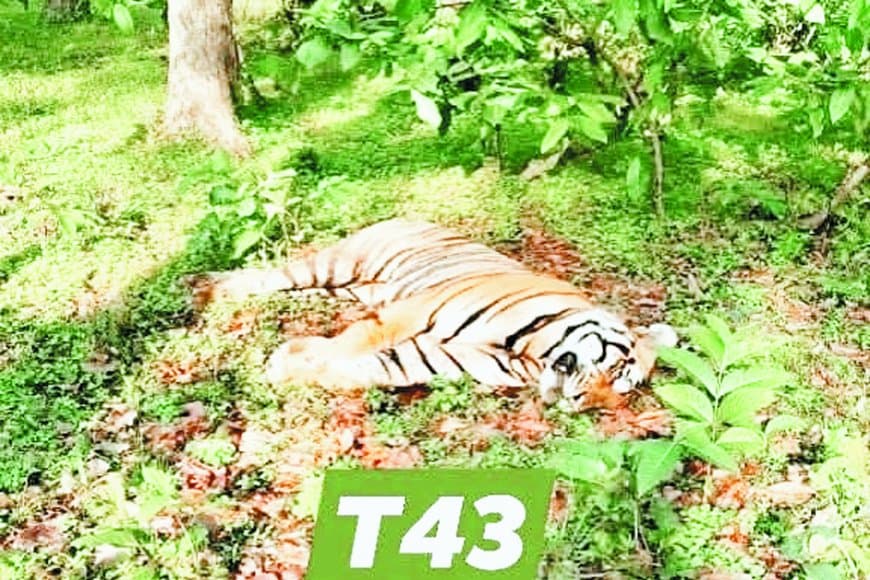 संजय टाइगर रिजर्व में बाघ टी-43 की करंट से मौत: शिकारियों की करतूत से जंगल का शेर शिकार, वन विभाग की लापरवाही पर उठे सवाल