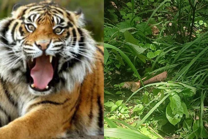 बालाघाट... जंगल गए ग्रामीण को बाघ ने मार डाला... आठ माह में चार लोगों को बनाया निवाला