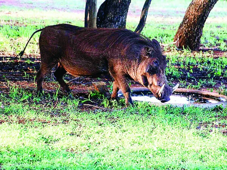 सतना के गांवों में जंगली सुअरों और नीलगायों का आतंक: फसलें चौपट, किसान लाचार, प्रशासन मूकदर्शक