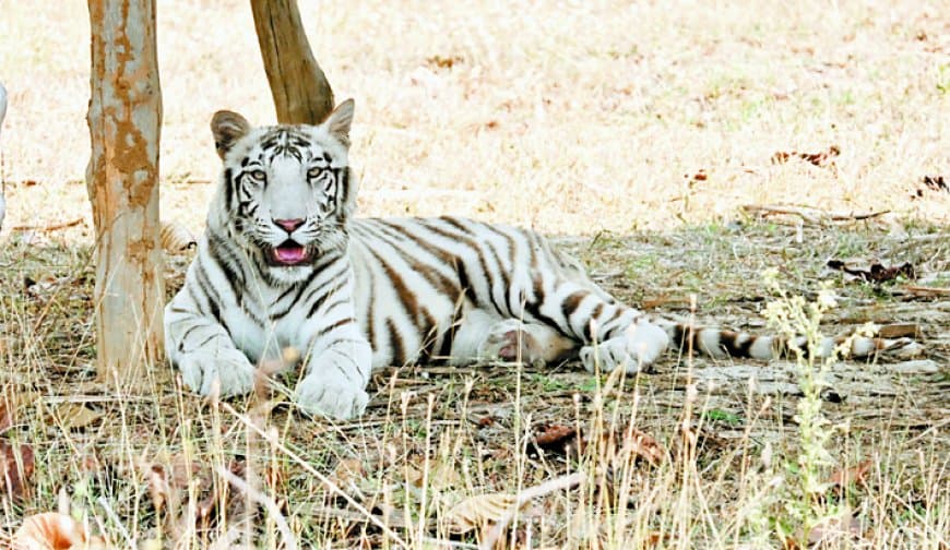 नव्या और शक्ति से सफेद बाघों की वापसी की उम्मीद, रीवा चिड़ियाघर में रघु के साथ इस साल ब्रीडिंग की तैयारी