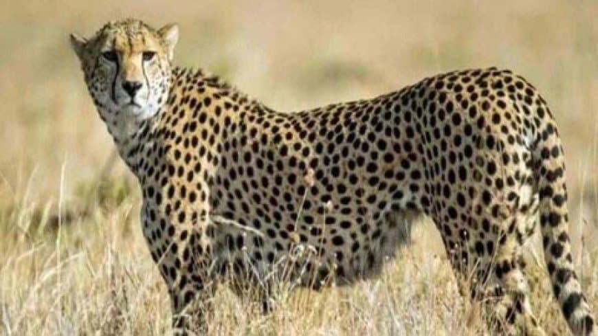 शावक के साथ गांव पहुंची गामिनी... बछड़े का किया शिकार... ग्रामीणों में आक्रोश