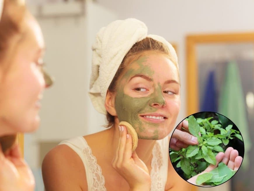 तुलसी के पत्तों से बना ये फेस पैक त्वचा में लाएगा नेचुरली निखार, जानें तरीका  