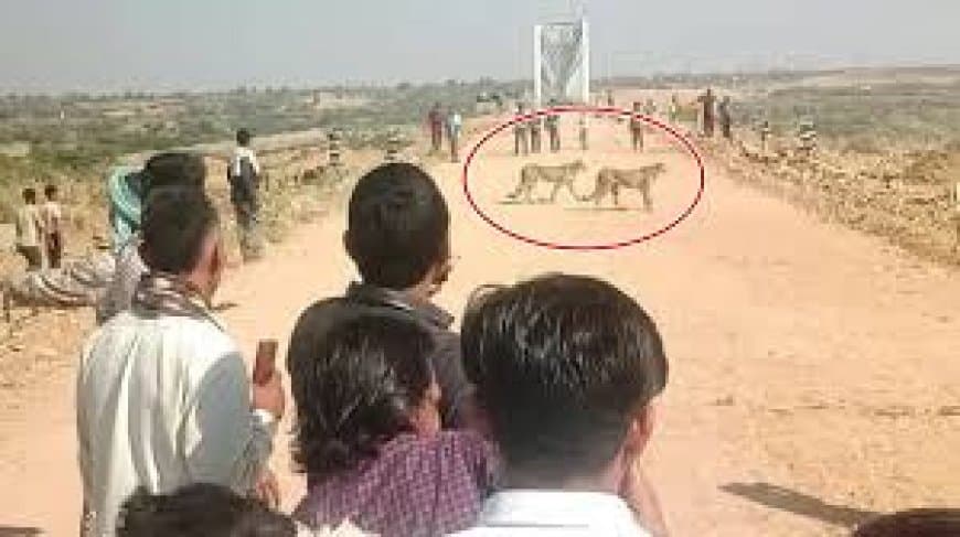 दहशत: कूनो नेशनल पार्क से निकलकर गांव में घुसकर चीतों ने किया बछड़े का शिकार