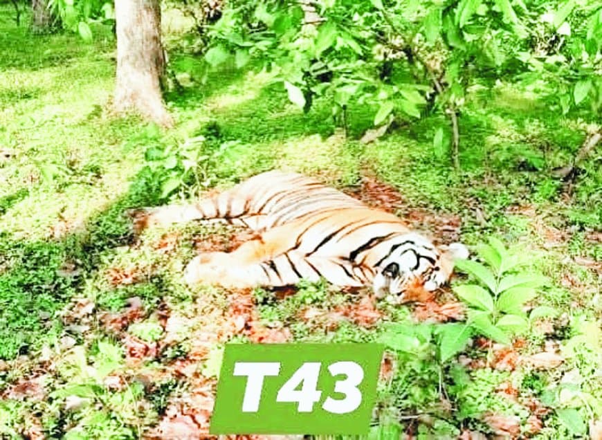 संजय टाइगर रिजर्व में बाघ टी-43 की करंट से मौत: शिकारियों की करतूत से जंगल का शेर शिकार, वन विभाग की लापरवाही पर उठे सवाल