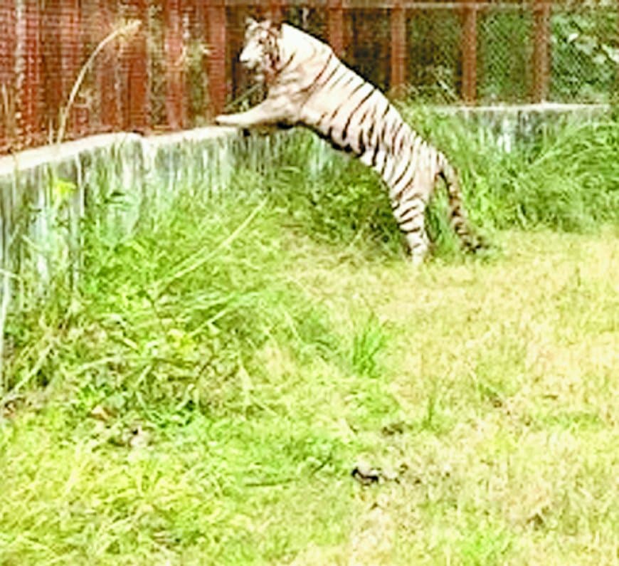 दिल्ली से लाए गए सफेद बाघ ‘टीपू’ की किडनी फेल होने से मौत, महाराजा मार्तण्ड सिंह जूदेव चिड़ियाघर में चार साल में चौथे सफेद बाघ की असमय मृत्यु से टूटी उम्मीदें