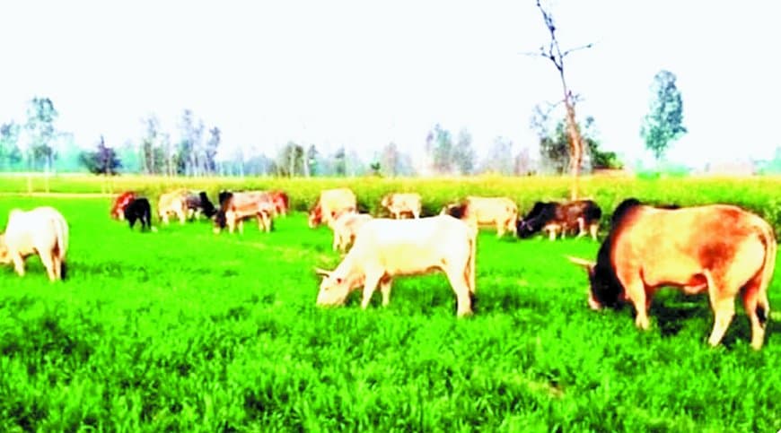 सीधी जिले में आवारा पशुओं का आतंक: दिन-रात फसलों की रखवाली करने को मजबूर किसान, खेती की लागत और बढ़ी, समस्या का समाधान नहीं