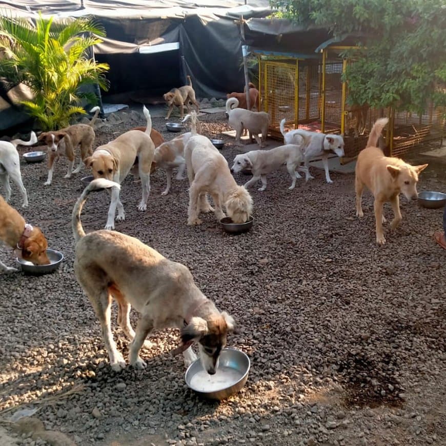 शेल्टर होम से सभी कुत्तों को छोड़ा जाए केवल हिंसक और बीमार कुत्ते ही वहां रहेंगे।