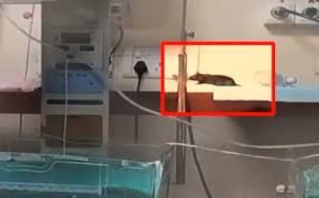 इंदौर के एमवाय अस्पताल में बड़ी लापरवाही, नवजात को चूहों ने काटा, एक की मौत