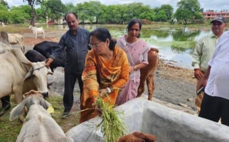 पितृपक्ष में नपा की गौशाला में गौ ग्रास देकर करें गौ सेवा - नपाध्यक्ष