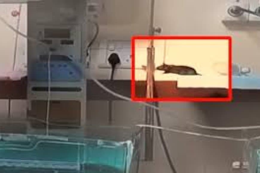 इंदौर के एमवाय अस्पताल में बड़ी लापरवाही, नवजात को चूहों ने काटा, एक की मौत