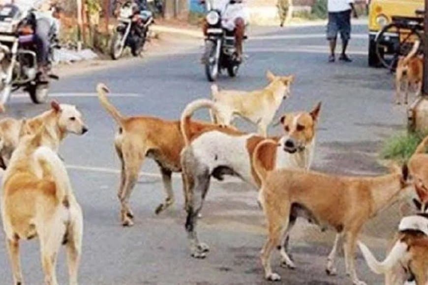 आवारा कुत्तों का आतंक... सिवनी में मासूम की ले ली जान