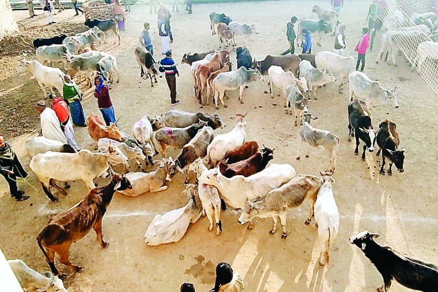 आवारा मवेशियों की धमाचौकड़ी से बर्बाद हो रही फसलें, 40% किसानों ने छोड़ी खेती, गौशाला न बनने से बढ़ी समस्या