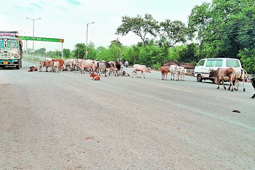 आवारा गौवंश से मिलेगी मुक्ति: सतना जिले के बांधी मौहार में बनेगा पहला गौ-अभयारण्य