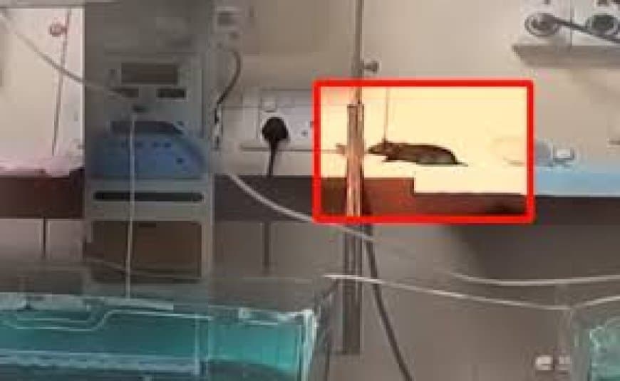 एमवाय अस्पताल की लापरवाही: दो नवजातों की मौत के बाद प्रशासन ने चूहों को क्लीन चिट दी