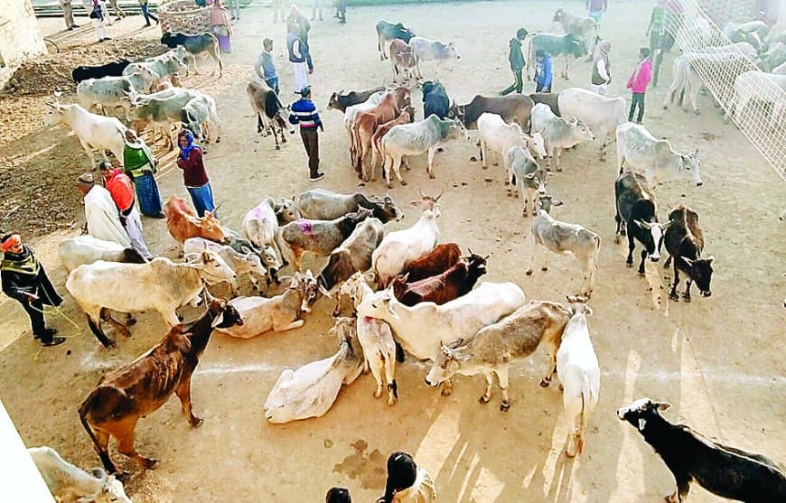 आवारा मवेशियों की धमाचौकड़ी से बर्बाद हो रही फसलें, 40% किसानों ने छोड़ी खेती, गौशाला न बनने से बढ़ी समस्या