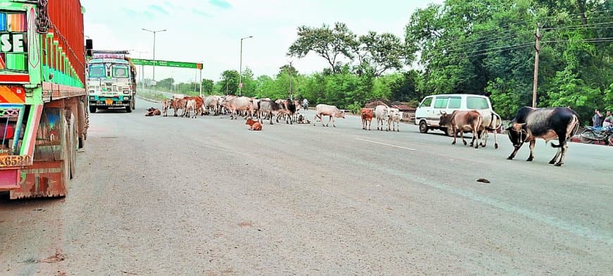 आवारा गौवंश से मिलेगी मुक्ति: सतना जिले के बांधी मौहार में बनेगा पहला गौ-अभयारण्य