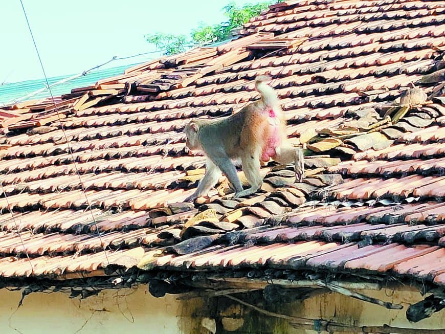बंदरों और जंगली जानवरों से त्रस्त किसान: वन विभाग ने जिम्मेदारी से पल्ला झाड़ा, पंचायत के पास संसाधन नहीं – हस्ताक्षर अभियान से सरकार का ध्यान खींचने की कोशिश