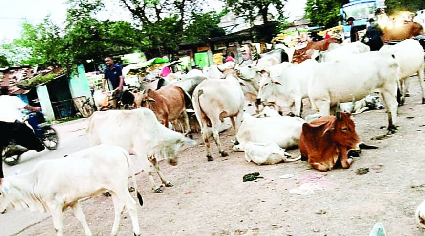 सतना सहित पूरे मध्यप्रदेश में सड़कों से गायों को हटाने की नई स्कीम पर संकट: 125 एकड़ भूमि पर बनने वाली गोशालाओं में भूमाफिया डाल रहे रोड़े, एक हजार करोड़ खर्च के बाद भी समस्या जस की तस