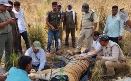 मंडला... कान्हा टाइगर रिजर्व में एक बाघ और दो शावकों की मौत