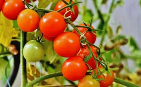  टमाटर उत्पादन में मध्यप्रदेश नंबर-1... किसानों की बढ़ी आत्मनिर्भरता