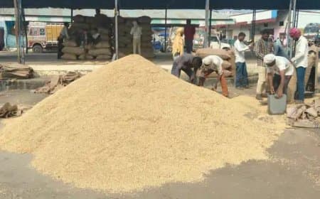  मंडी में रिकॉर्ड 10 हजार क्विंटल धान की आवक