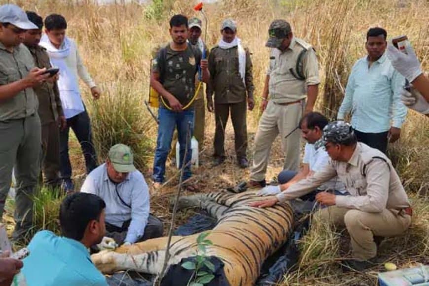 मंडला... कान्हा टाइगर रिजर्व में एक बाघ और दो शावकों की मौत
