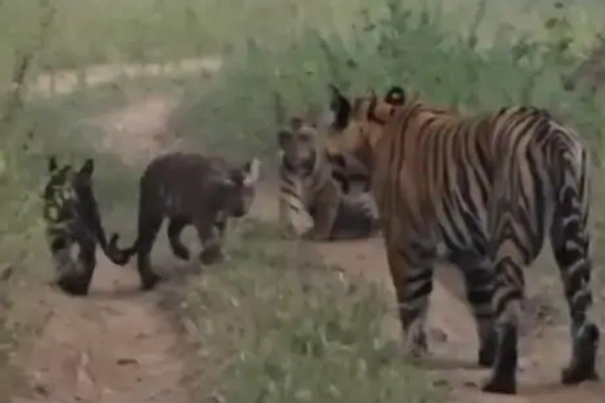 एसटीआर में बाघों का कुनबा बढ़ा