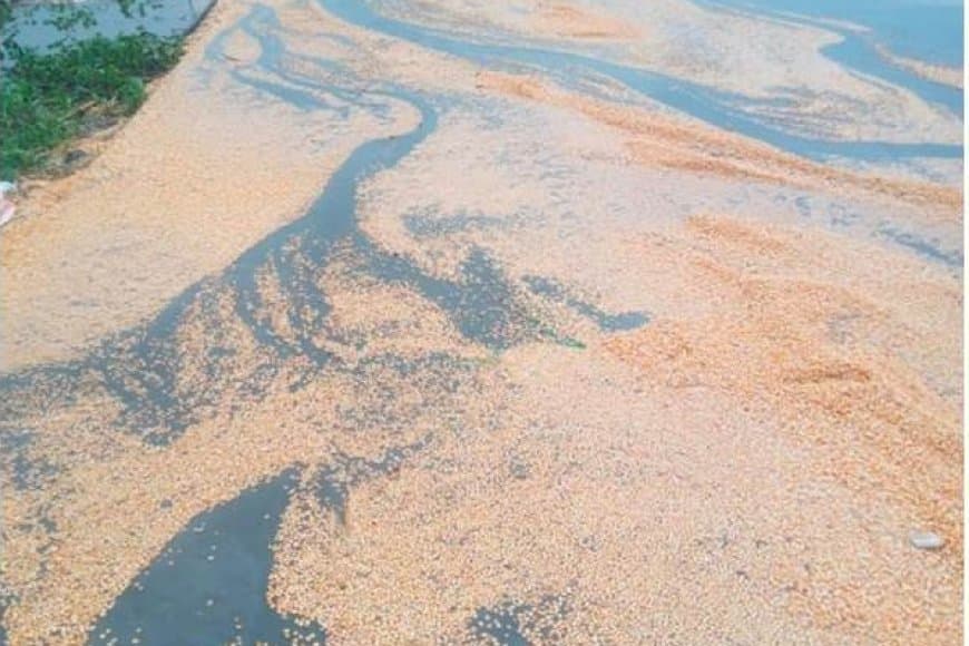 बेमौसम बारिश... प्रदेश के किसानों की उम्मीदों पर फिरा पानी
