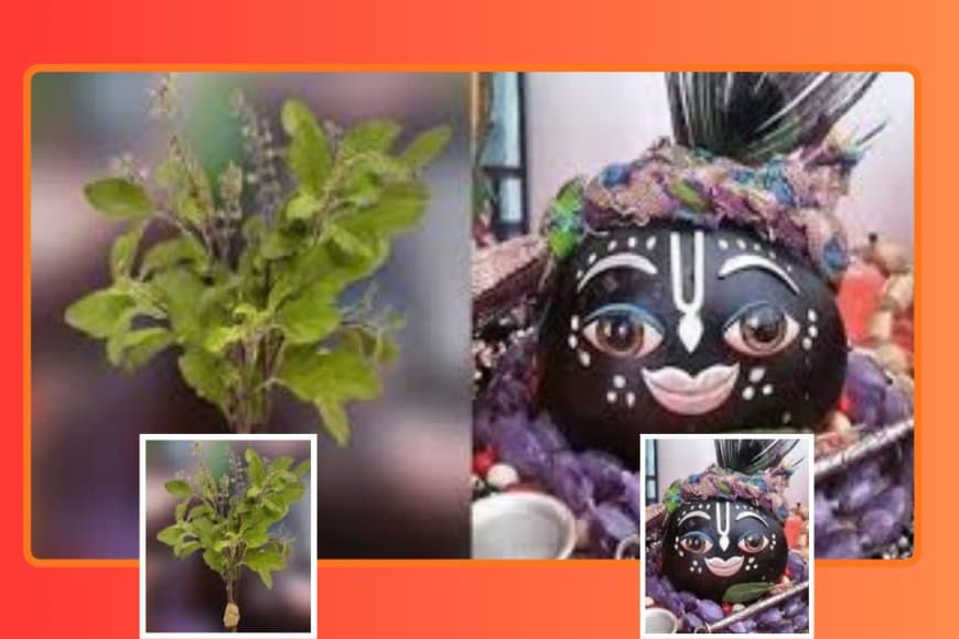 Tulsi Vivah 2025 Date, Shubh Muhurat, Importance: जानें तुलसी विवाह का महत्व और कन्यादान का पुण्य